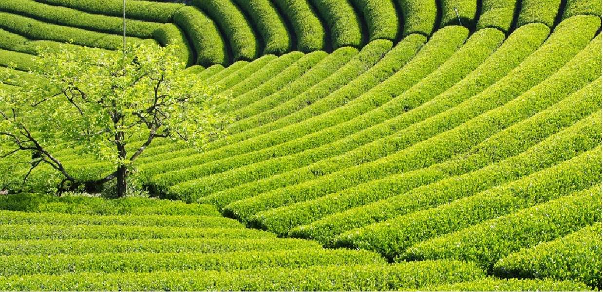 Teeplantagen in Uji, Kyoto | Direktbezug von Tokumasu